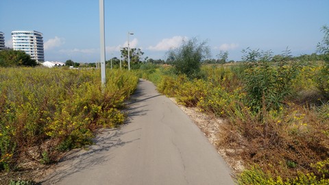 צמחיה פולשת לשביל אופניים ברחוב 2379 תל אביב