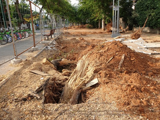 עץ שנעקר בתוואי שביל אופניים ברחוב משמר הירדן. צילם: ערן שחורי