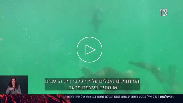 היעלמות פרק שני הכחדת הדולפינים - לחץ על התמונה להפעלה