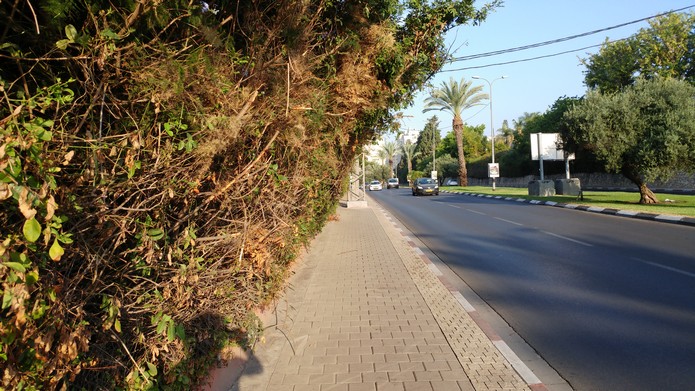 שדרות קרן קיימת לישראל גיזום ראשון 2017