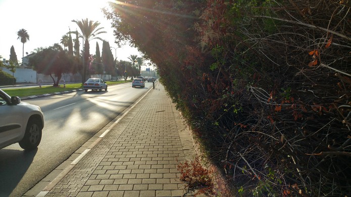 שדרות קרן קיימת לישראל גיזום ראשון 2017