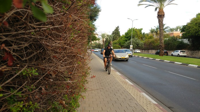 שדרות קרן קיימת לישראל גיזום שני 2017