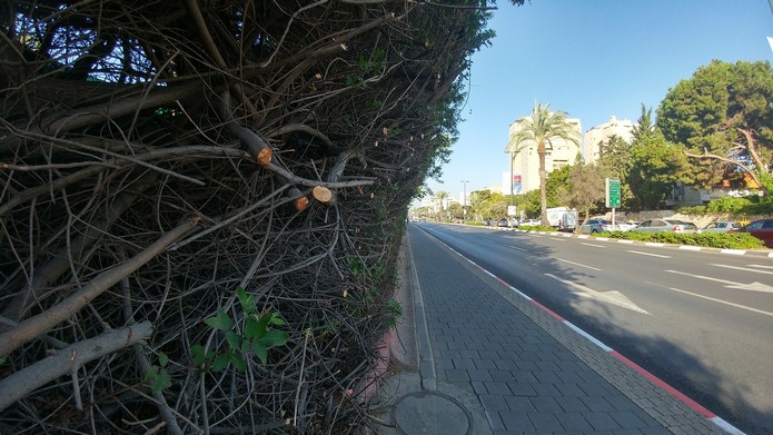 שדרות קרן קיימת לישראל גיזום שלישי 2017