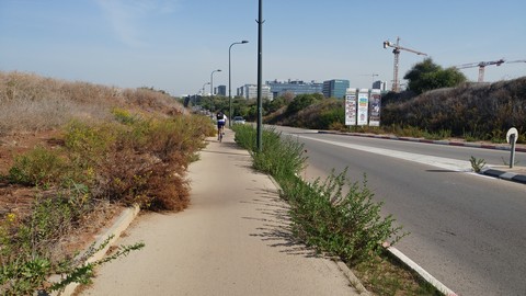 צמחיה פולשת לשביל אופניים ברחוב ישעיהו ליבוביץ בהרצליה