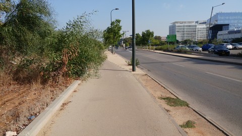 צמחיה פולשת לשביל אופניים ברחוב ישעיהו ליבוביץ בהרצליה