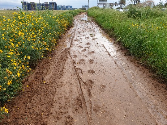 שביל בוצי בדרך לעבודה באופניים. צילם: ערן שחורי