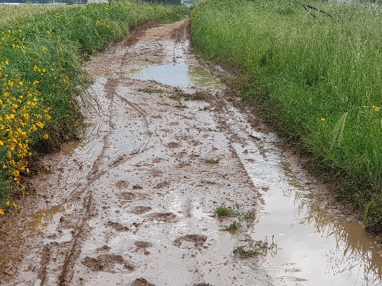 שביל בוצי בדרך לעבודה באופניים. צילם: ערן שחורי