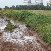 שביל בוצי בדרך לעבודה באופניים. צילם: ערן שחורי