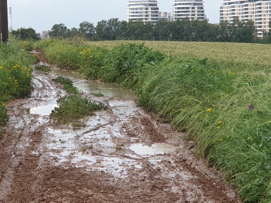 שביל בוצי בדרך לעבודה באופניים. צילם: ערן שחורי